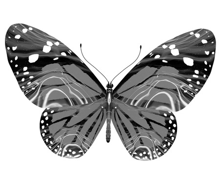 beauty butterflyの写真素材
