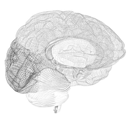 Creative concept of the human brainの写真素材