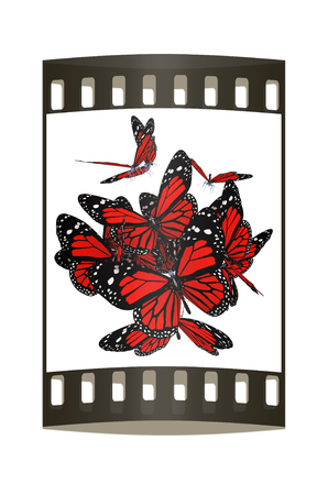 Butterflies on a white background. The film stripの写真素材