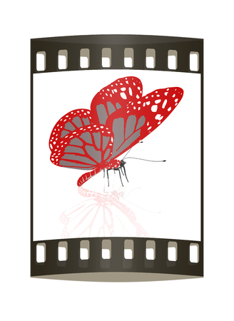 beauty butterfly. The film stripの写真素材