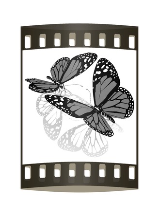 beauty butterflies. The film stripの写真素材