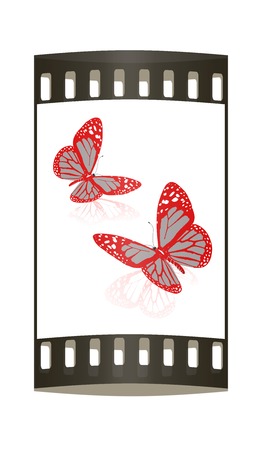 beauty butterflies. The film stripの写真素材