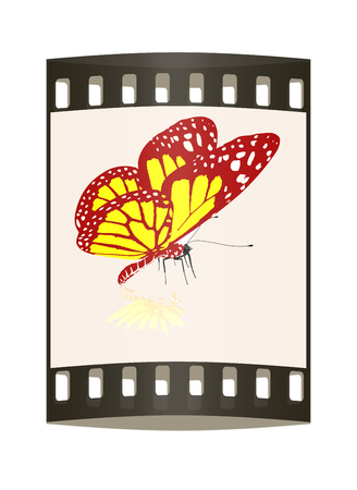 beauty butterfly. The film stripの写真素材
