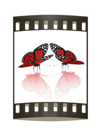 beauty butterflies. The film stripの写真素材