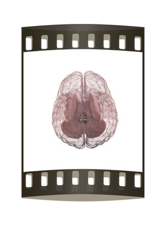 Creative concept of the human brain. The film stripの写真素材