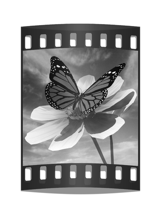 Beautiful Cosmos Flower and butterfly against the sky. The film stripの写真素材