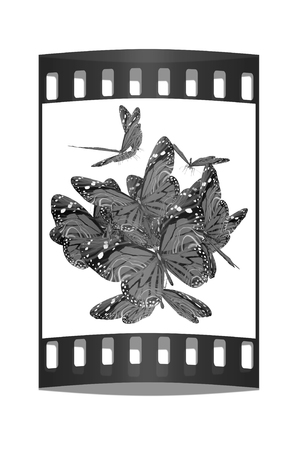 Butterflies on a white background. The film stripの写真素材