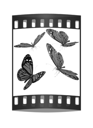 Butterflies on a white background. The film stripの写真素材