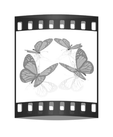 beauty butterflies. The film stripの写真素材
