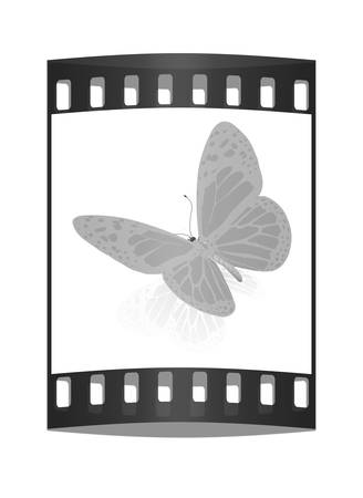 beauty butterfly. The film stripの写真素材