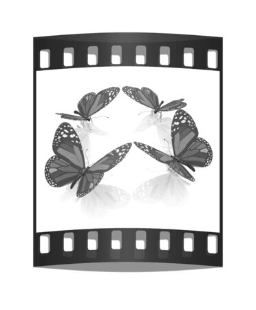 beauty butterflies. The film stripの写真素材