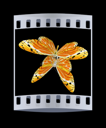 Butterfly on a black background. The film stripの写真素材
