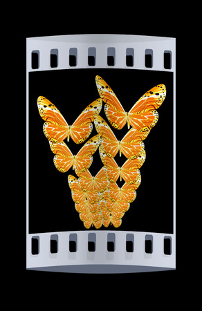 Butterflies on a black background. The film stripの写真素材