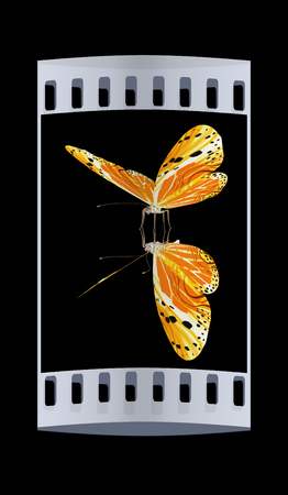 Butterfly on a black background. The film stripの写真素材