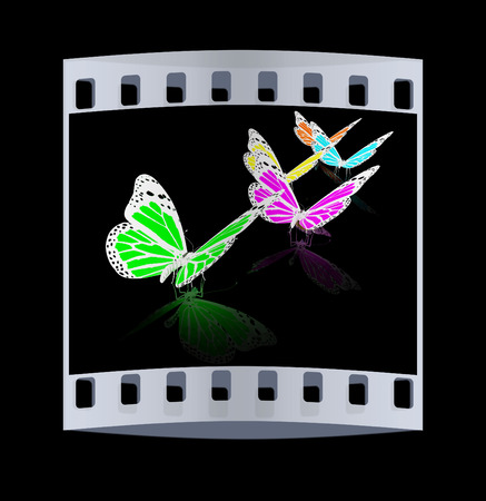 Butterfly on a black background. The film stripの写真素材