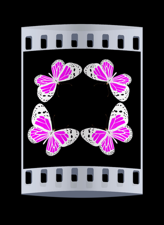butterflies isolated on black background. The film stripの写真素材