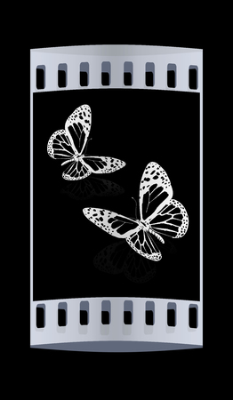 beauty butterflies. The film stripの写真素材