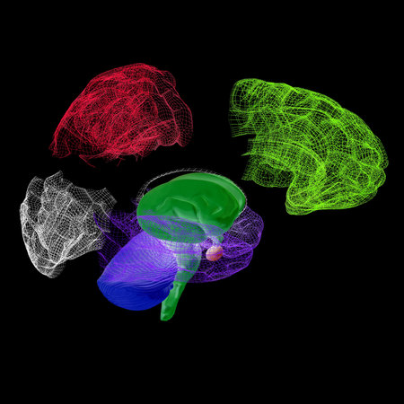 Creative concept of the human brain