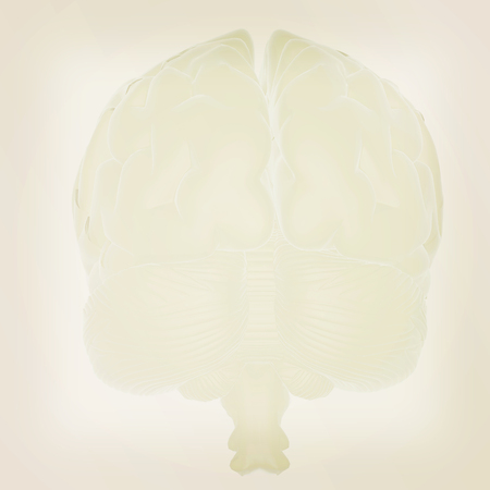3D illustration of human brainの写真素材