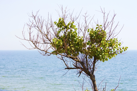 lonely tree against background of sea and skyの写真素材