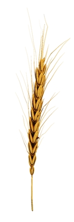 Golden spikelet. 3d renderの写真素材