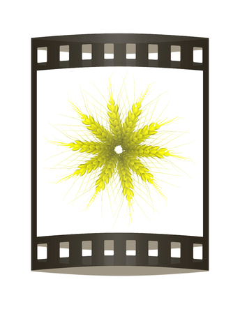 Wheat ears spikelets with grains. Top view. 3d render. Film strip.の写真素材