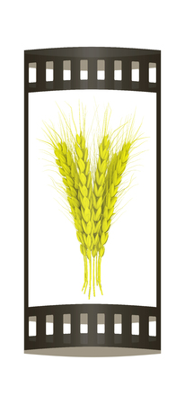 Wheat ears spikelets with grains. 3d render. Film strip.の写真素材