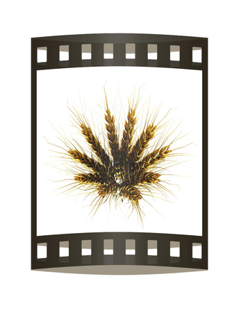 Golden spikelet. 3d render. Film strip.の写真素材