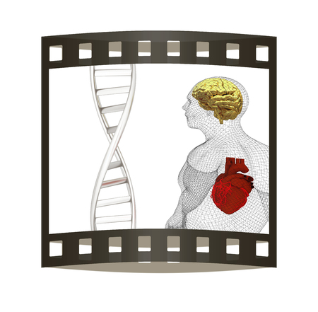 3D medical background with DNA strands and wire human body model with heart and brain in x-ray. 3d render. Film strip.の写真素材