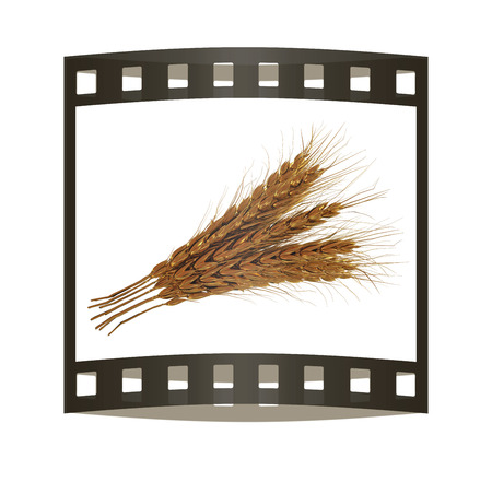 Golden spikelet. 3d render. Film strip.の写真素材
