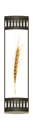 Golden spikelet. 3d render. Film strip.の写真素材