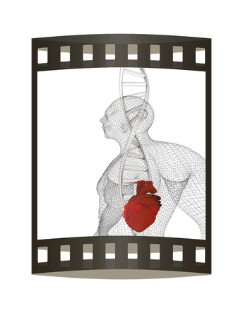 3D medical background with DNA strands and Heart in human. 3d render. Film strip.の写真素材