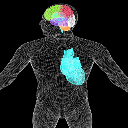 Wire human body model with heart and brain in x-ray. 3d render. On a black background.の写真素材