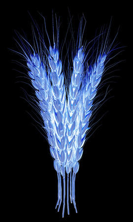 Golden spikelet. 3d render. On a black background.の写真素材
