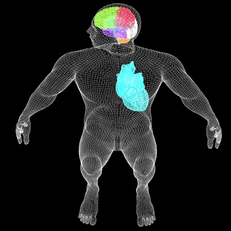 Wire human body model with heart and brain in x-ray. 3d render. On a black background.の写真素材