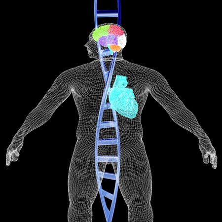3D medical background with DNA strands and wire human body model with heart and brain in x-ray. 3d render. On a black background.の写真素材