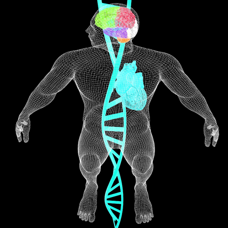 3D medical background with DNA strands and wire human body model with heart and brain in x-ray. 3d render. On a black background.の写真素材