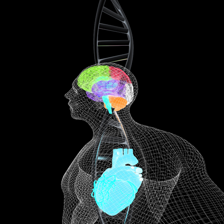3D medical background with DNA strands and wire human body model with heart and brain in x-ray. 3d render. On a black background.の写真素材
