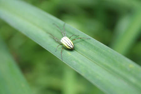 A closeup shot of a spider sitting on top of a green leaf. Background is green and shot outdoors.の写真素材