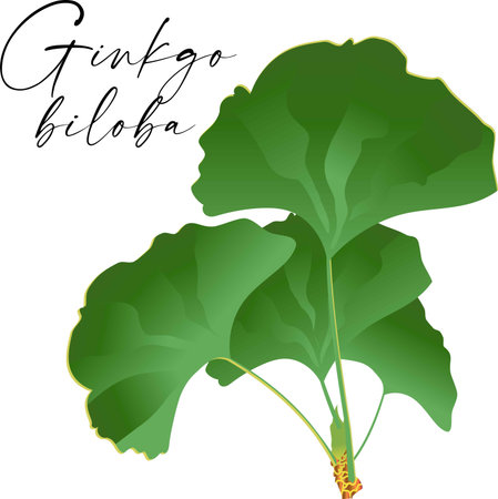 Ginkgo or Gingko Biloba branches and leaves set. Nature botanical vector illustration, herbal medicine graphic in green isolated over white.のイラスト素材