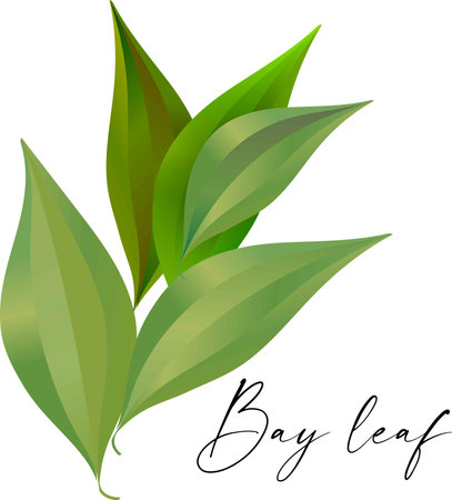 Vector set. Bay leaf. Green leaves on white background. Vector illustrationのイラスト素材