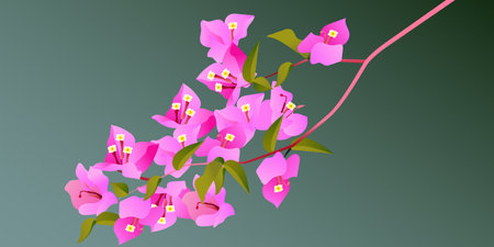 Pink bougainvillea flowers on green background. Vector illustration.のイラスト素材