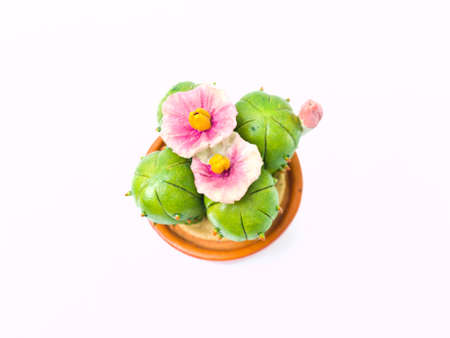 Cactud a symbol of dry, desertの写真素材