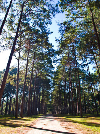 Path in pine trees forest in Suan Son Bo Kaew, Mae Hong Son in the North of Thailandの写真素材
