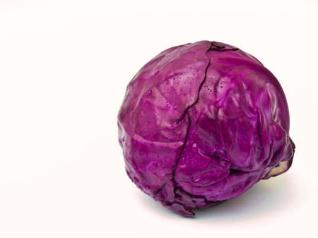 Red Cabbage Headの写真素材