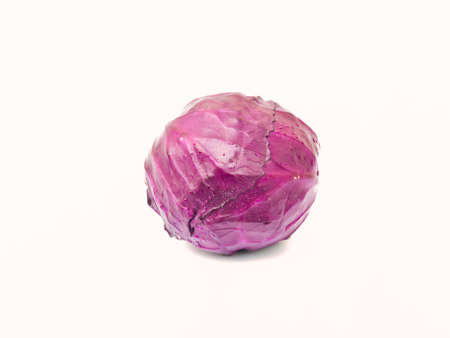 Red Cabbage Headの写真素材