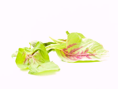 Fresh spinach leavesの写真素材