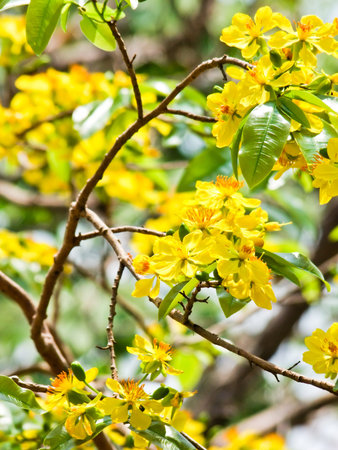 Cassod tree and Thai copper pod, Cassia Siamea Britt in nature