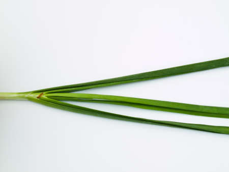 Garlic chives  isolated on white backgroundの写真素材