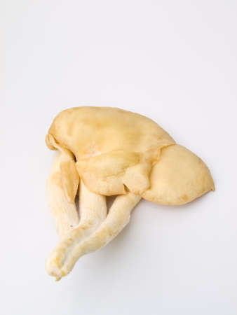 Sarjor-caju Mushroom , Pleurotus sajor-caju Fr   Sing ,  isolated on white backgroundの写真素材